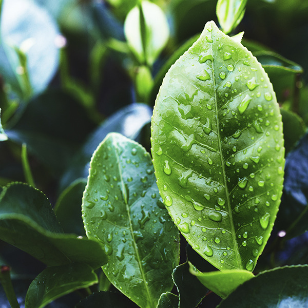 Tea Tree Scalp Care Anti-Thinning Tonic